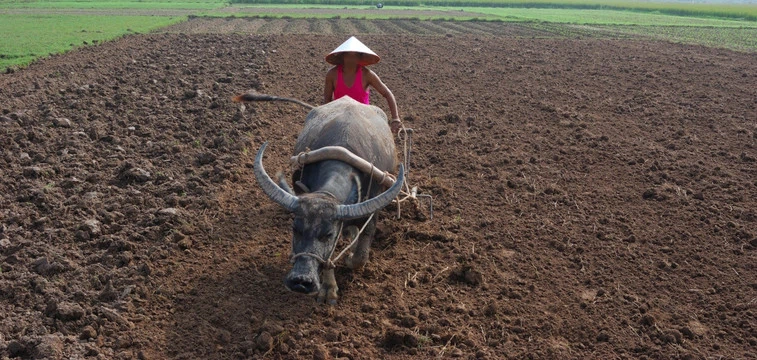 compare with mini tiller